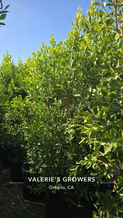 Ficus Nitida