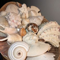 Rare Sea Shells