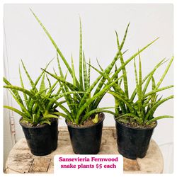 Plants (5”pot🌿Sansevieria Fernwood $5 each)