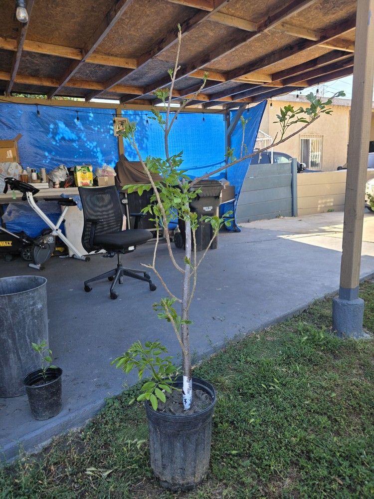 Arbol De Jocote Ciruela Corona