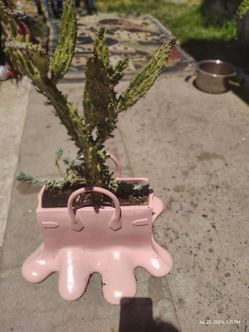 Ceramic purse pot with cactus plant and cichlid