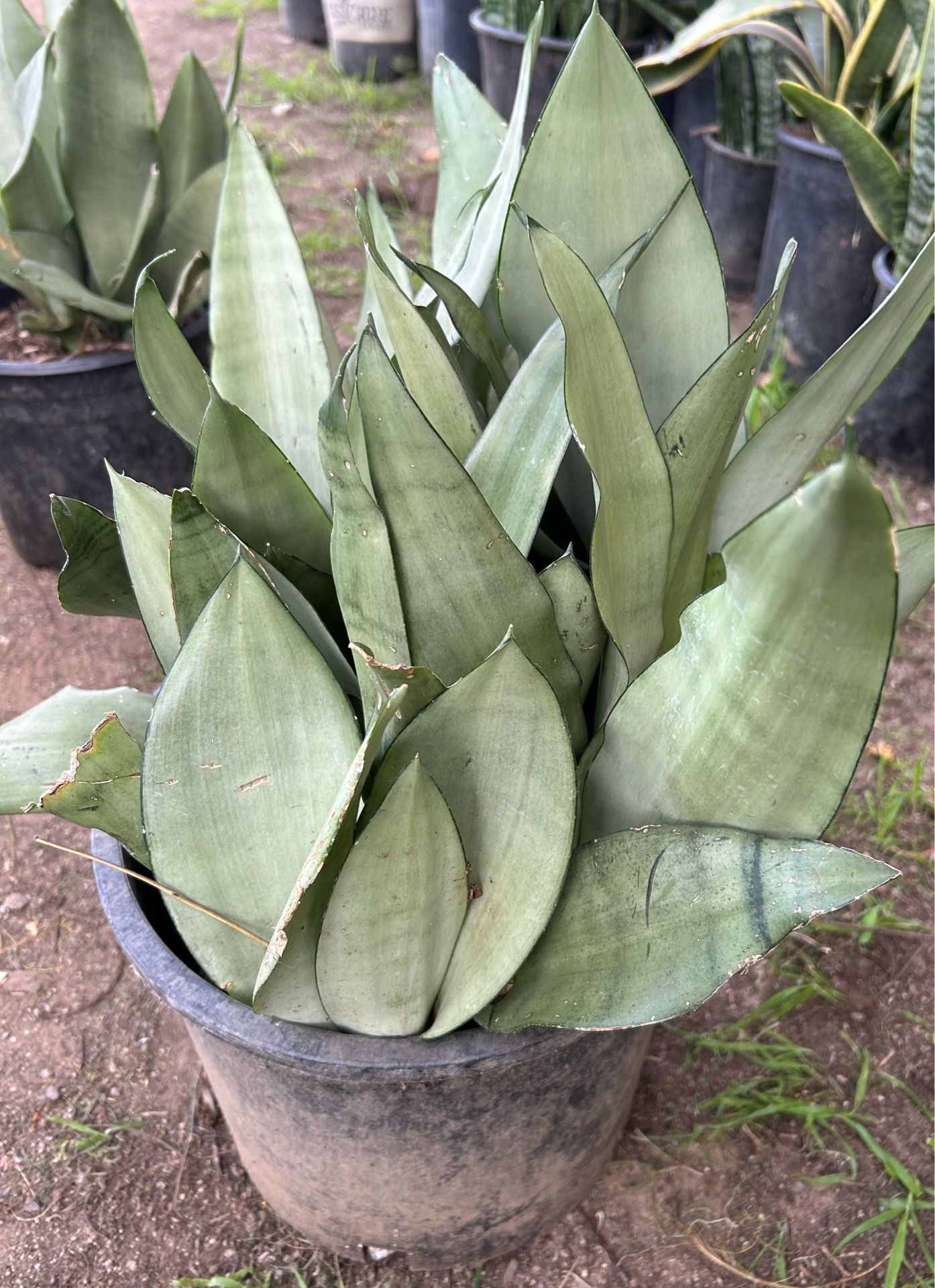 Snake Plants
