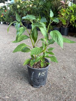 Jalapeño plant