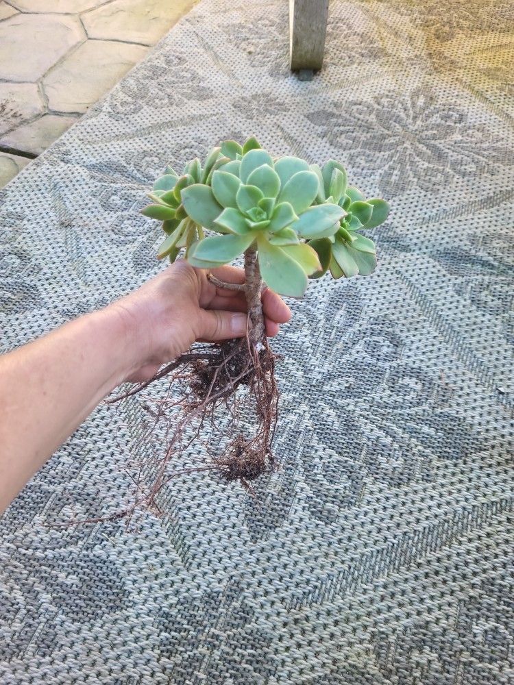 Aeonium succulent Plants. (Kiwi)