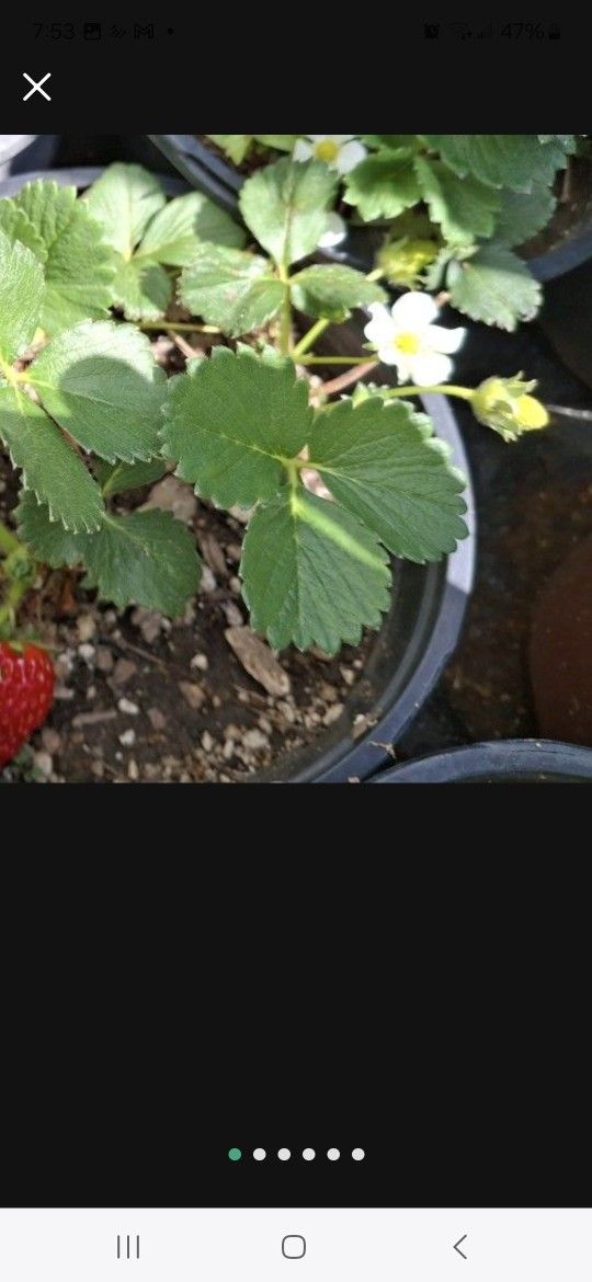 Strawberry Plants 1 Gallon (3 Plants Per Pot)