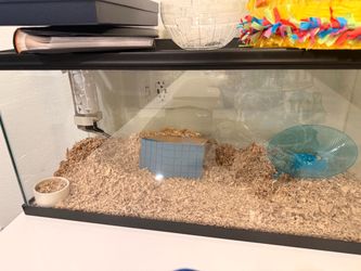HAMSTER