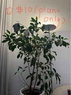 Big blowout sale of plants