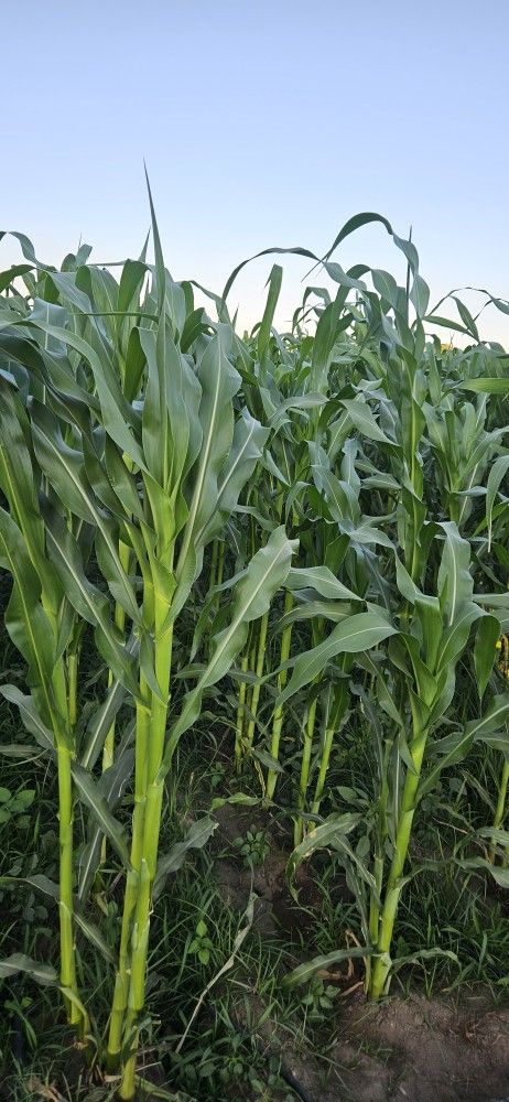 HOJAS De Milpa. 3$ Docena