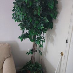 Each Fake Plant $30.  Each.  