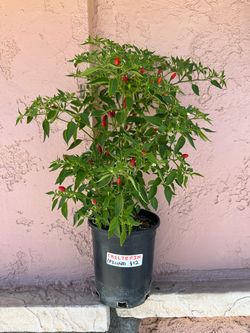 Chiltepín Pequin, Black Cobra, Chile Cherry, Chile de Arbol Pepper Plants for Sale!
