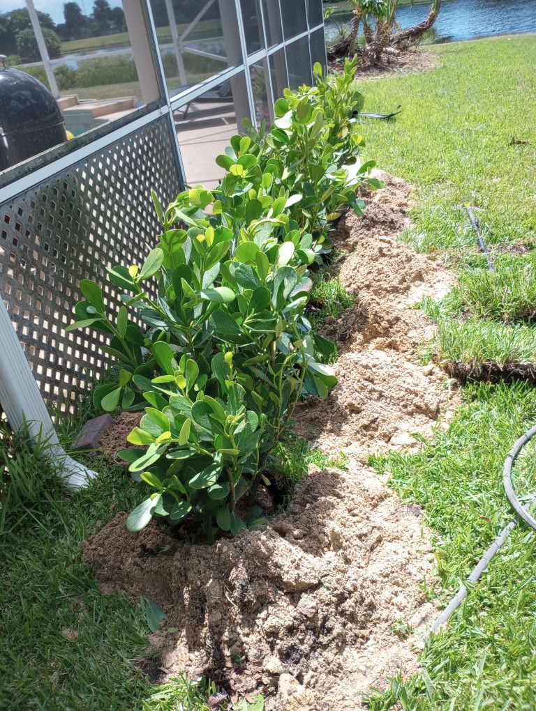 Landscaping And Tree Trimming