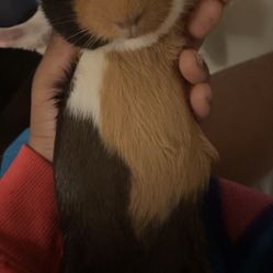 Can’t Afford My Fat Puinea Pig :(