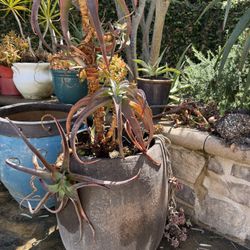 Large Ceramic Pots And Terracotta 