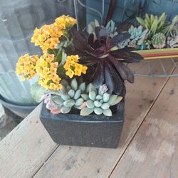 Succulents Arrangements 