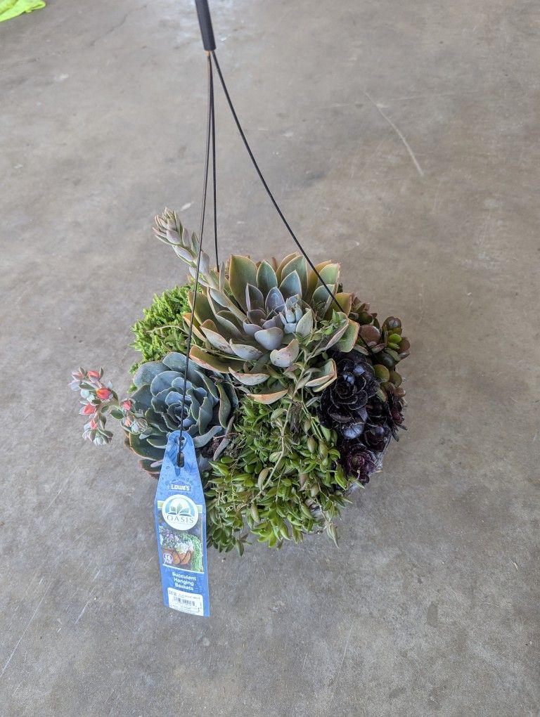 Plant