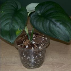 Scindapsus Jade Satin— 4”pot 