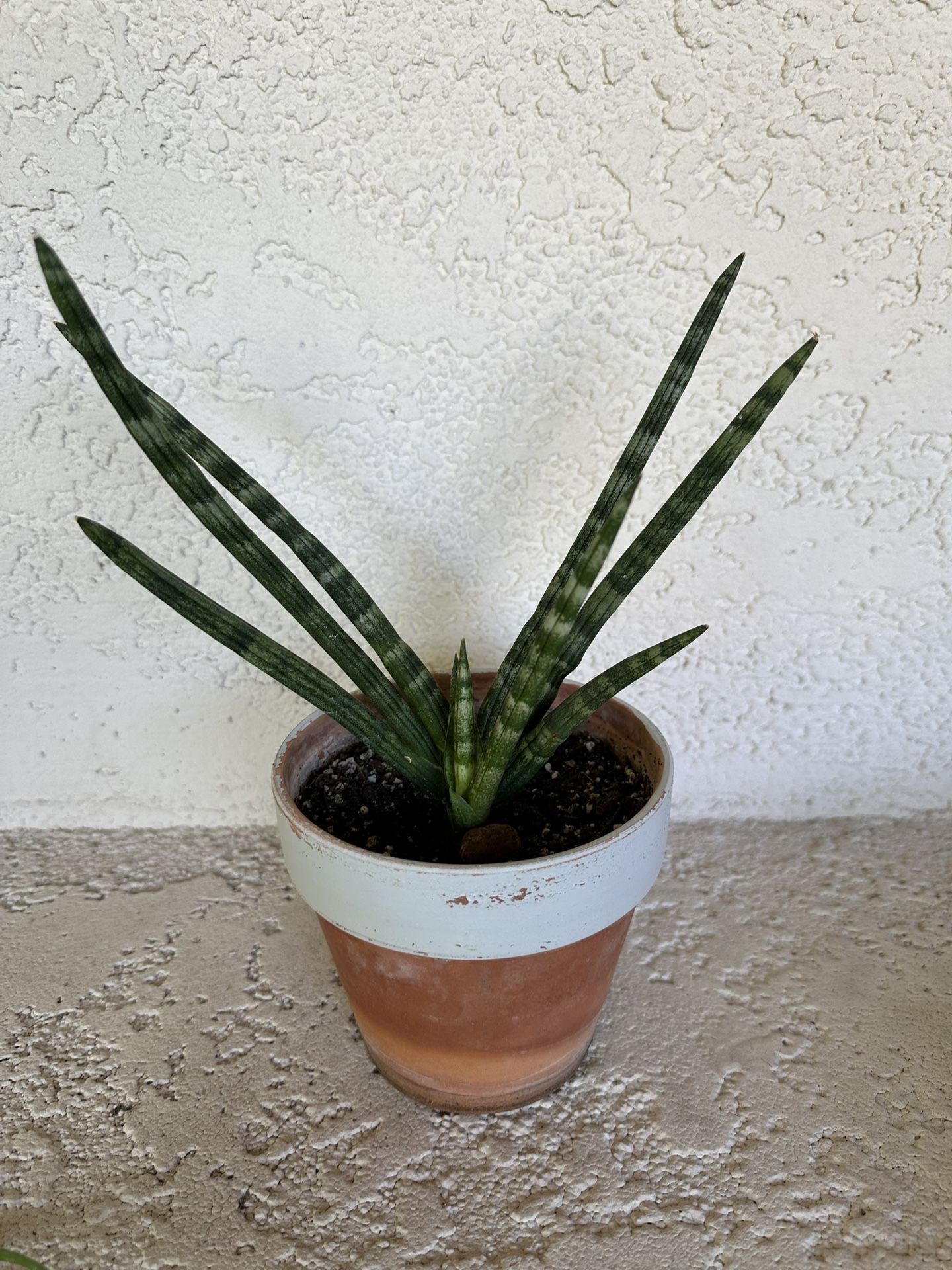 Funky Succulent