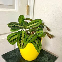 Prayer 🙏 Plant 🪴 