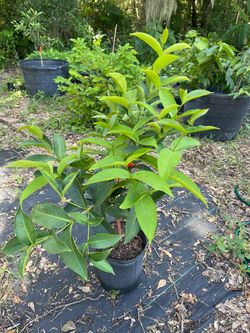 Red wax apple trees grafted