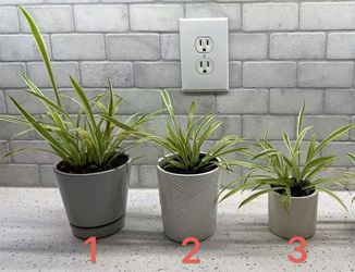 Spider Plants In Ceramic Pots