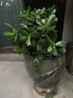 Potted Plants🪴
