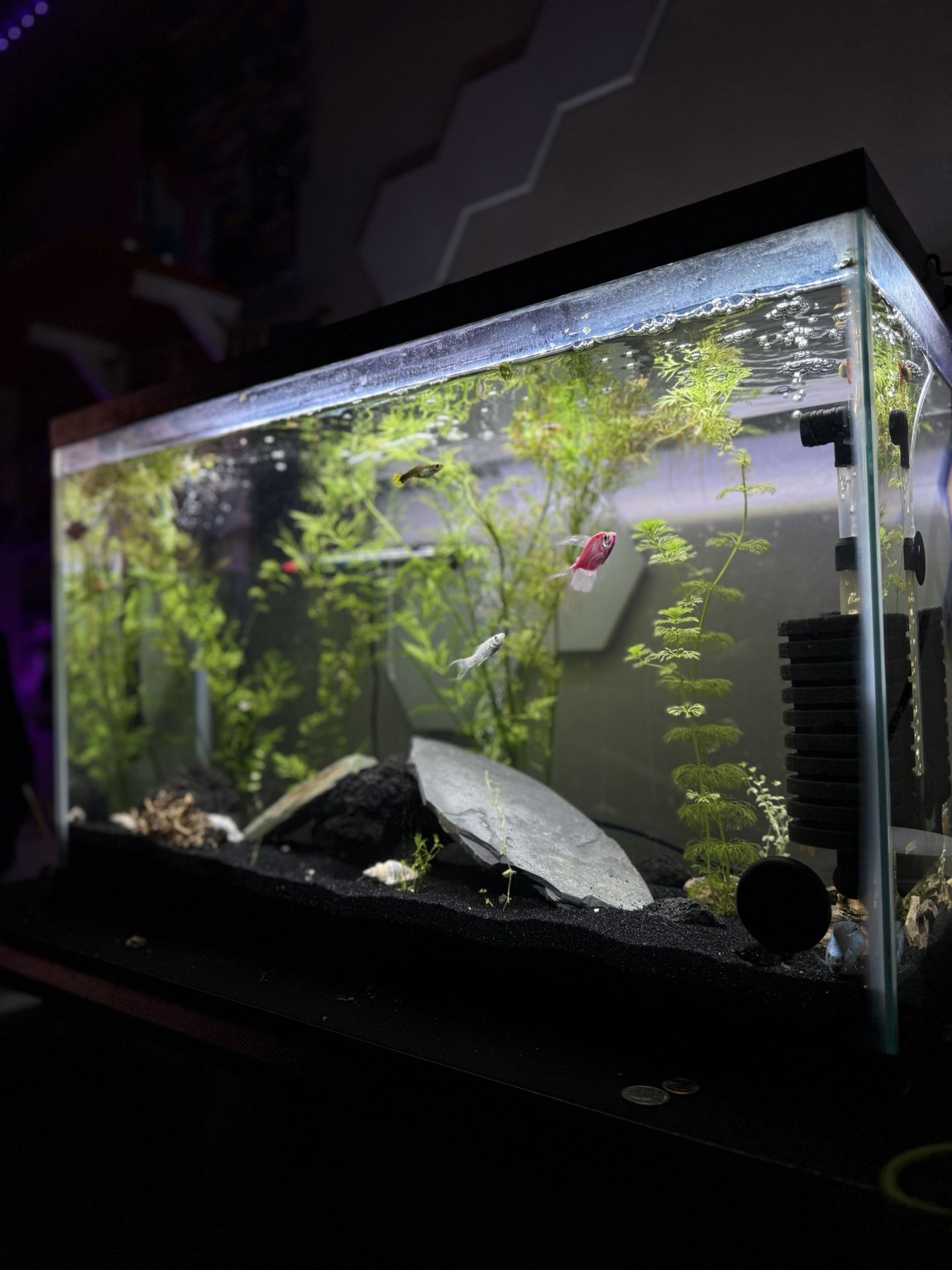 30 gallon fish/reptile tank 