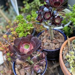 Black Rose Aeonium In 4 Inch Glazed Ceramic Pot