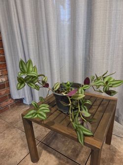 Tradescantia Zebrina Trailing Houseplant