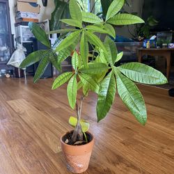 Money Tree