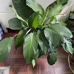 Large peace Lily “10 Inch Pot”
