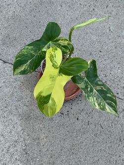 Philodendron Florida Beauty x Paraiso