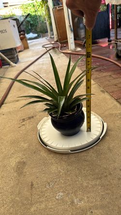 Pineapple