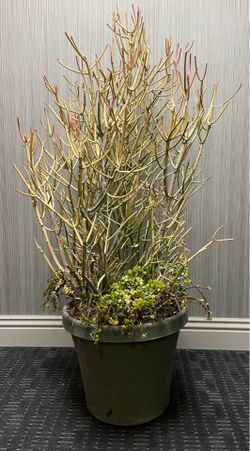 5-feet Fire Stick Plant & Elephant Bush around