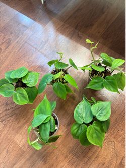 Philodendron heart leaf plant