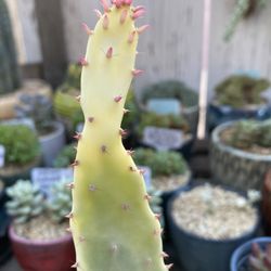 Cactus