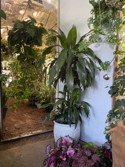 Live plant***4.5 to 5ft Dracena Janet Craig-Lisa; ceramic pot not included/low light/low maintenance indoor plant; 95820