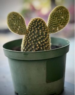 Bunny Ear Cactus (Opuntia microdasys)
