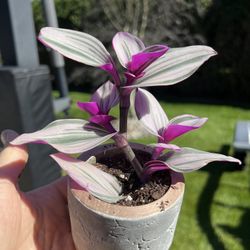 Housplants