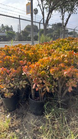 Jade Plant