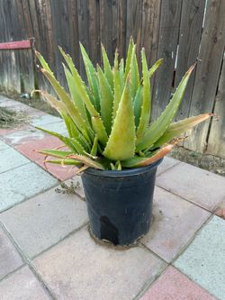 Aloe Vera plant