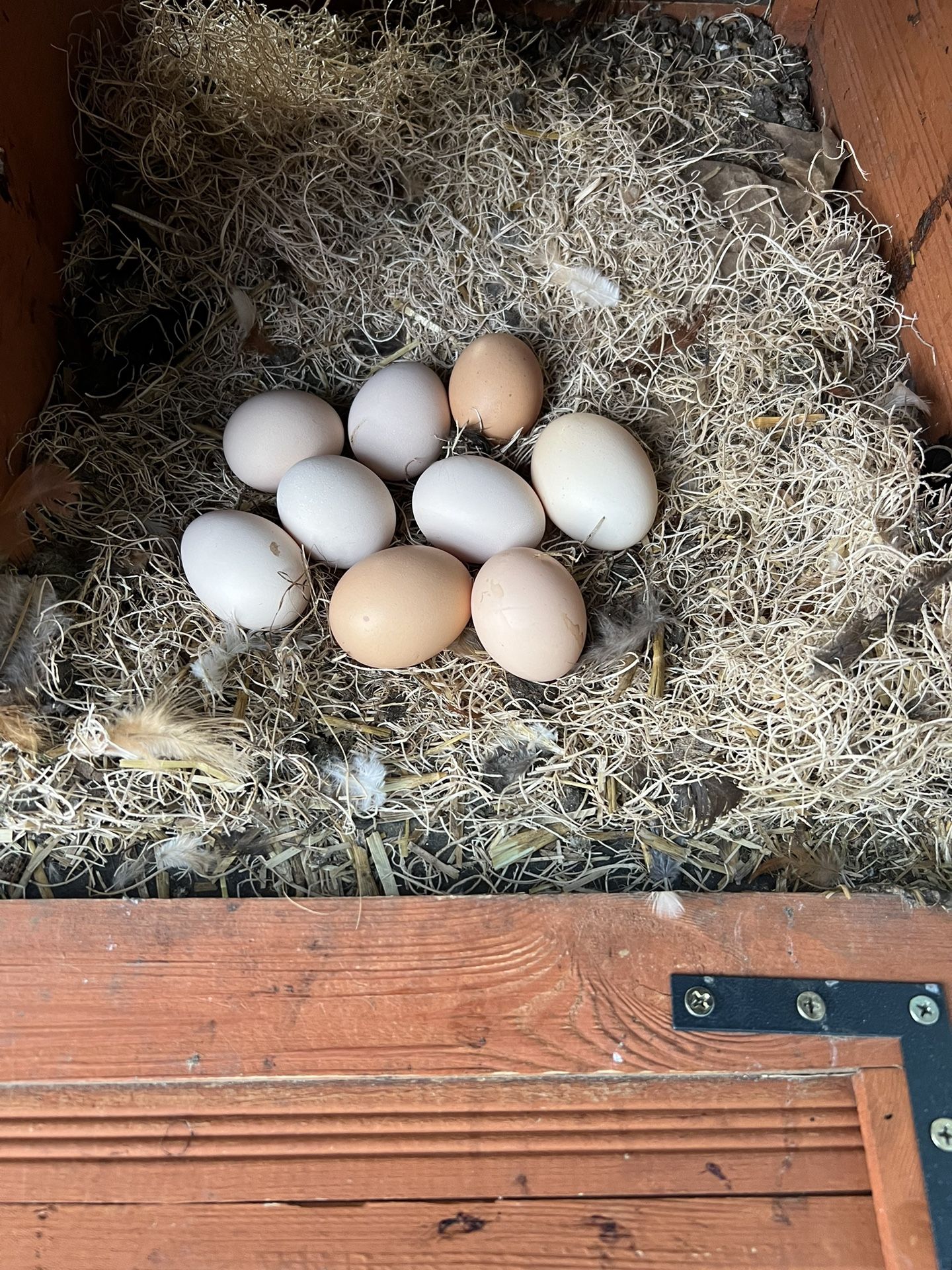 Eggs