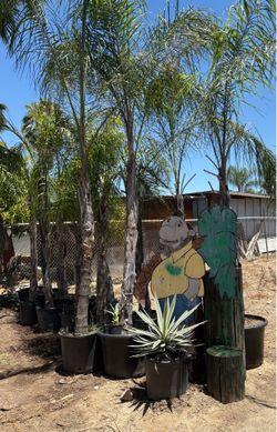 Beautiful healthy palms.  Take advantage of this special!