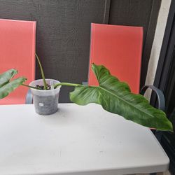 Philodendron DEFLEXUM! Rooted Top Cut!