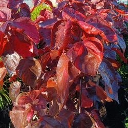 Copper Leaf Plants 7gl $16🏡🏡