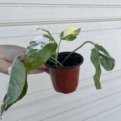 Albo Epi Plant 