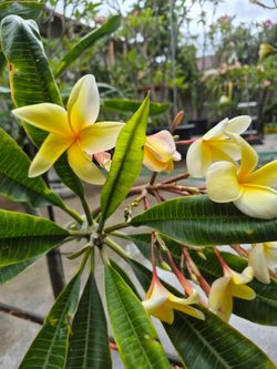 Aztec gold plumeria
