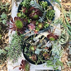 Succulent Cuttings