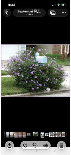 Purple Mexican Petunia