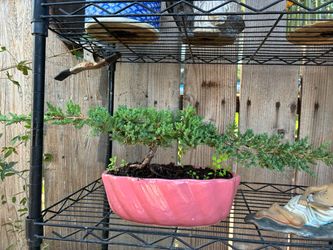Bonsai Japanese garden Juniper $50 each Bonsai Japanese garden Juniper $50 each