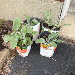 Lambs Ear 2 For $5
